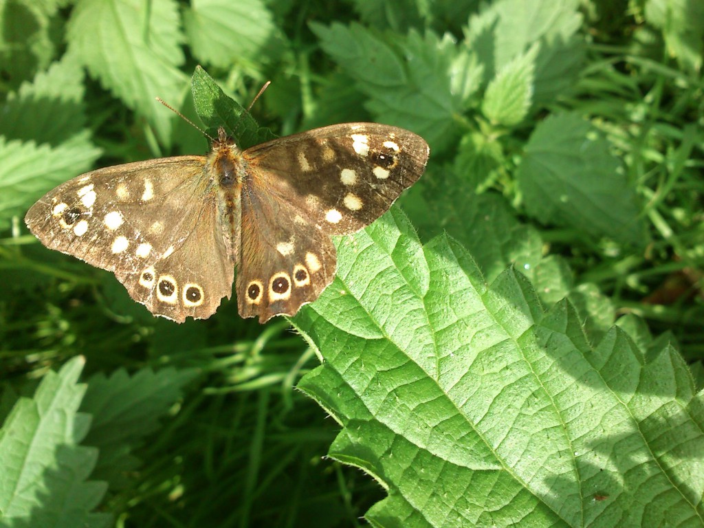 Speckled wood butterfly, 15.09.14